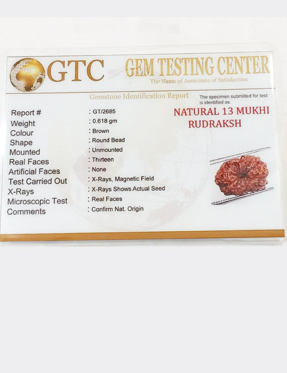 13 Mukhi Certified Indonesian Rudraksha Size- 14.50 mm